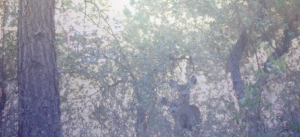 Deer in the forest near the home of indie alternative duo Dutch Holly