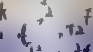 Ravens flying above the home of indie alternative duo Dutch Holly